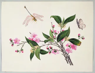 Fiori di ciliegio, libellula e farfalla